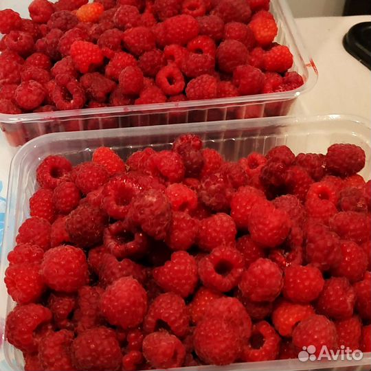 Малина отборная