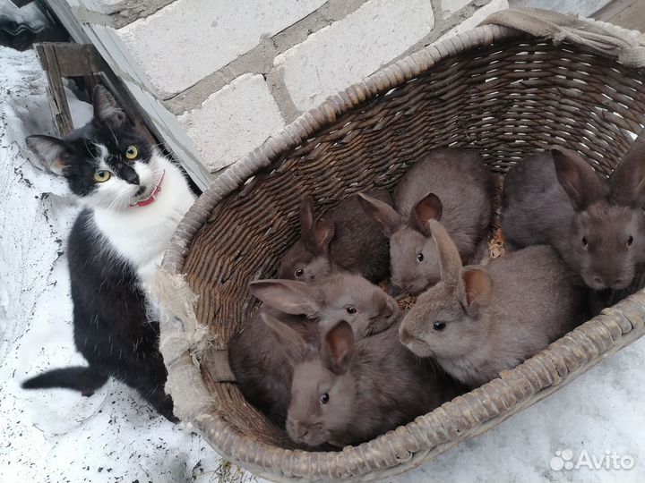 Кролики мясных пород