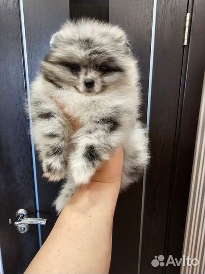 Щенки шпица мальчики