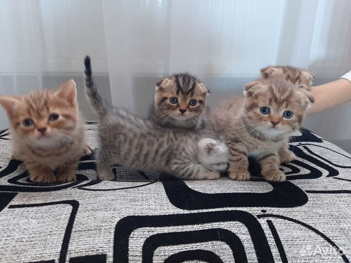 Шотландская