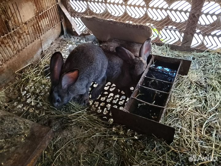 Кролики самки 6 мес