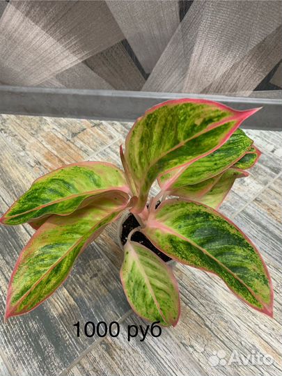 Аглаонема Амалия или Сальмон фентези