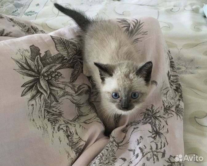 Сиамский котёнок