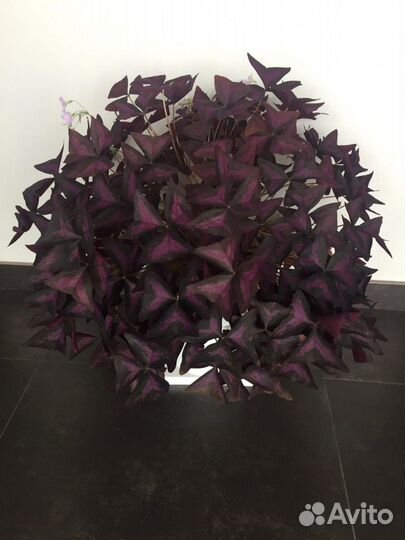 Кислица оксалис