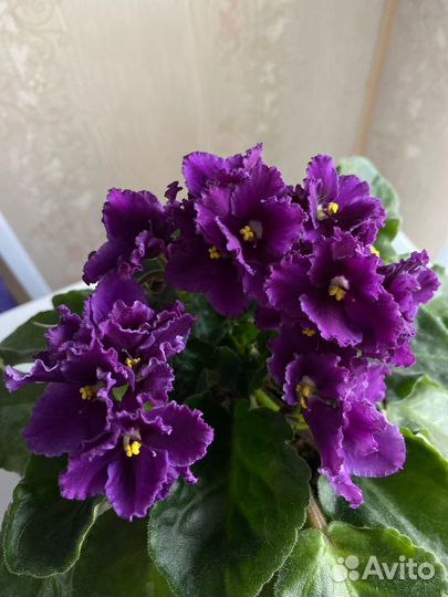 Сортовые фиалки