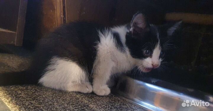 Кошка в дар бесплатно