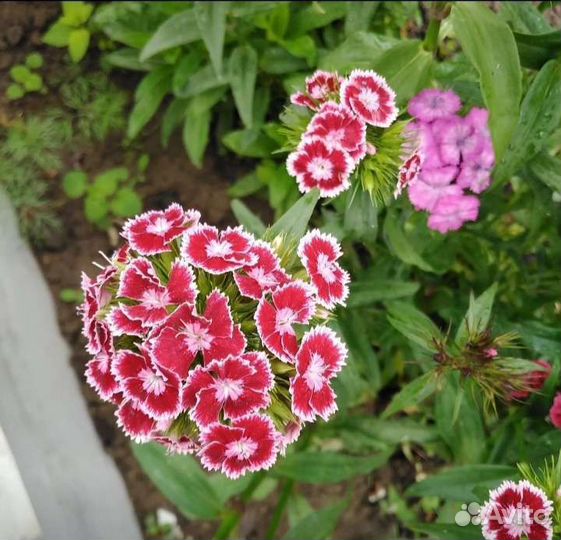 Турецкая гвоздика