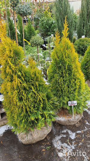 Туя Голден Смарагд