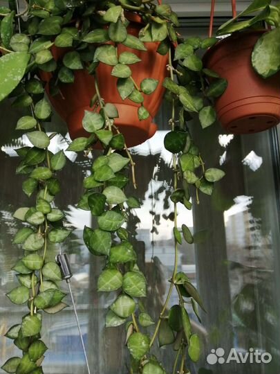 Хоя лакуноза эскимо