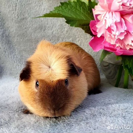 Морская свинка крем калифорния мальчик
