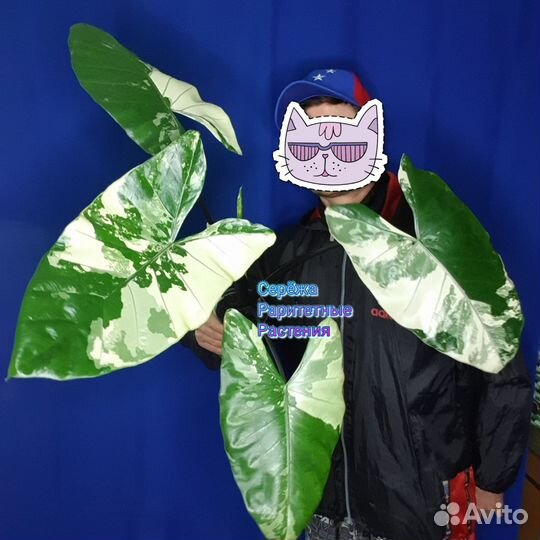 Алоказия Блэк стем вариегатная