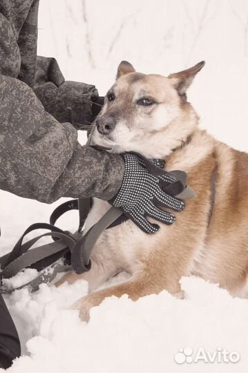 Собака в добрые руки отдам бесплатно