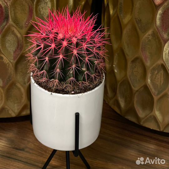 Эхинокактус (кактус) в ассортименте