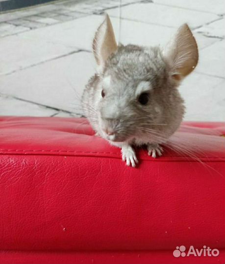 Шиншиллы бежевые