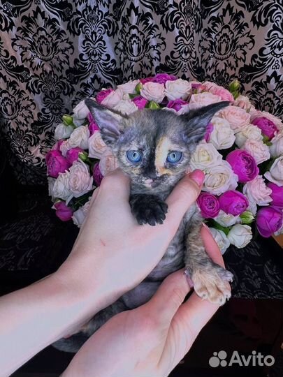 Котята девон-рекс