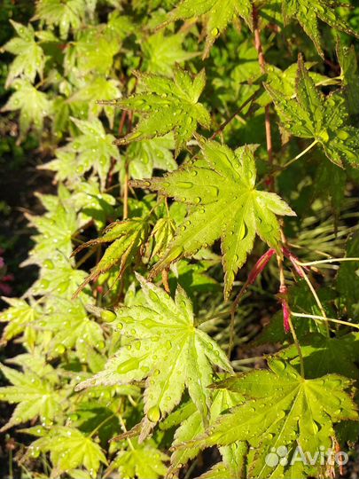 Клен веерный