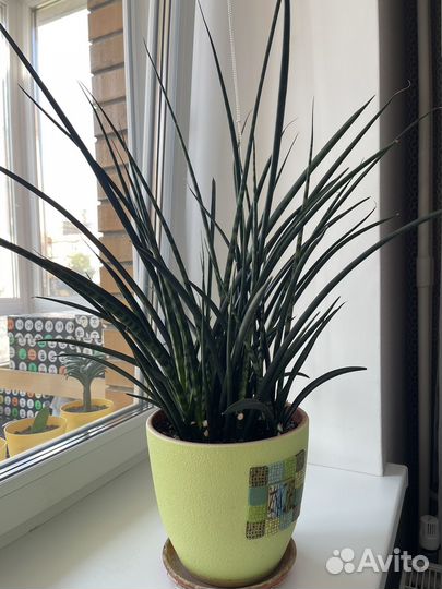 Сансевиерия цилиндрика
