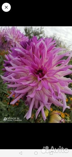 Георгины клубни