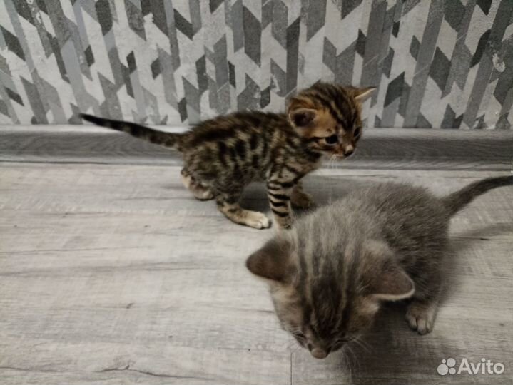 Бенгальские котята