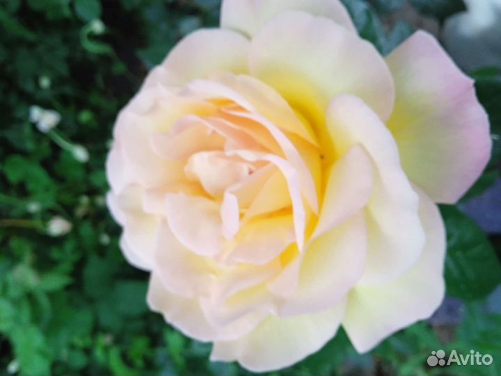 Саженцы роз