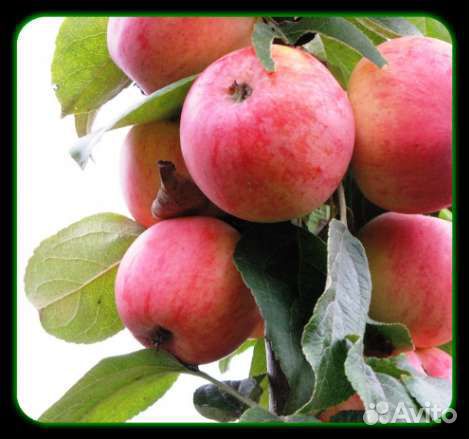 Саженцы яблони