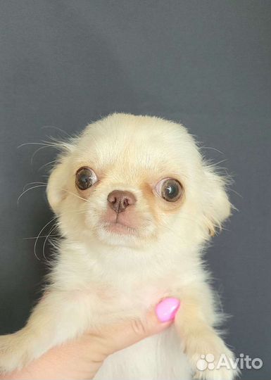 Щенки чихуахуа