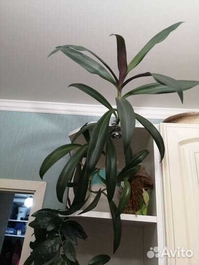 Рео, Ладья Моисея, Традесканция