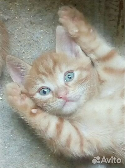 Котёнок рыжий с домиком