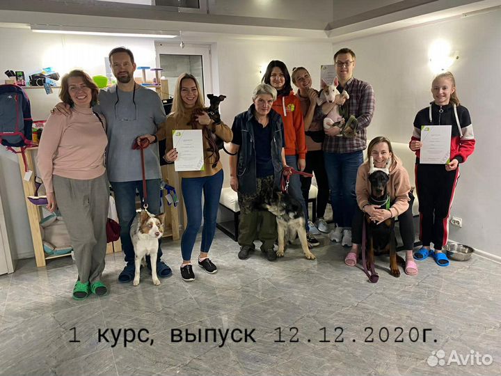 Курс дрессировки для щенков и молодых собак