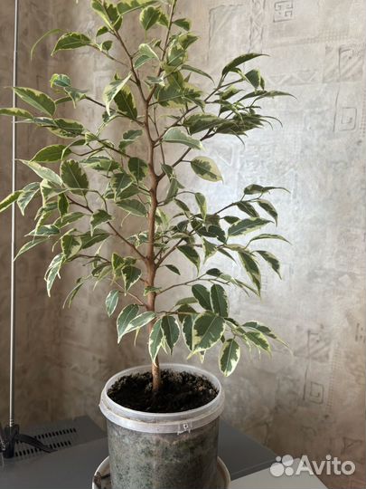 Фикус бенджамина пестролистный