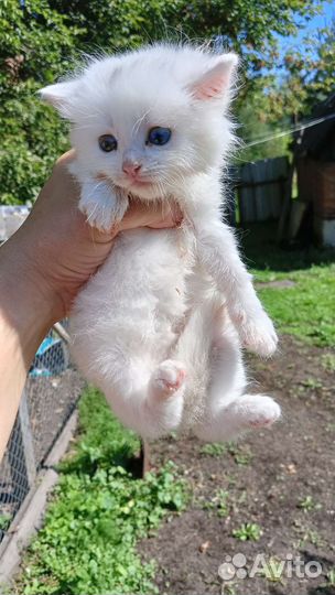 Белоснежные котята