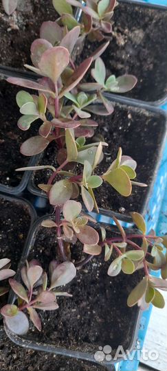 Очиток седум