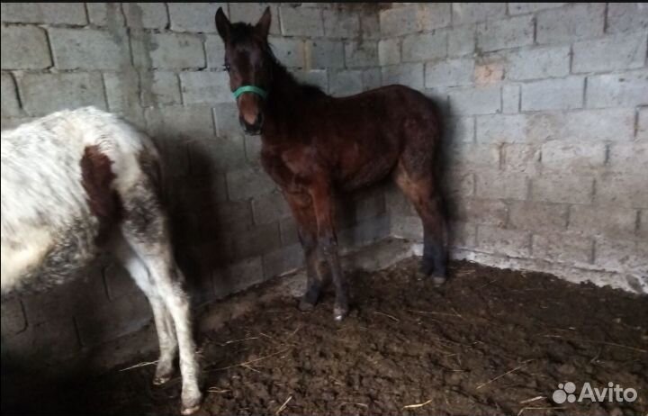 Жеребята от иноходцев