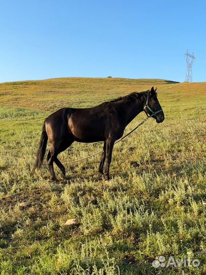 Жеребец 3 года
