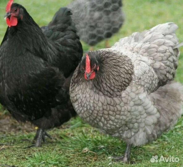 Куры молодки