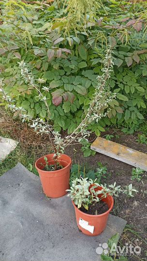 Хохлатка розовая