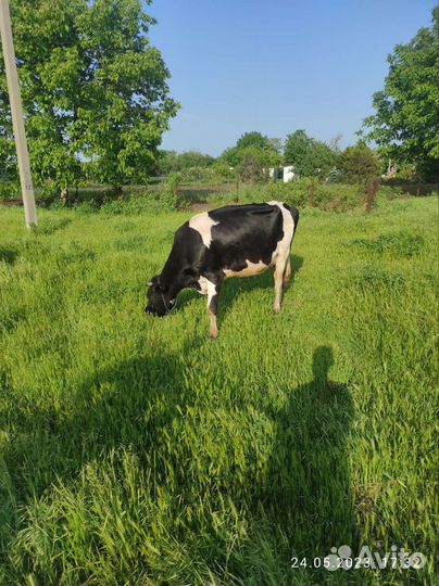 Корова стельная