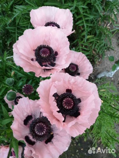 Мак декор., примулы, дицентра, анемона, дельфиниум