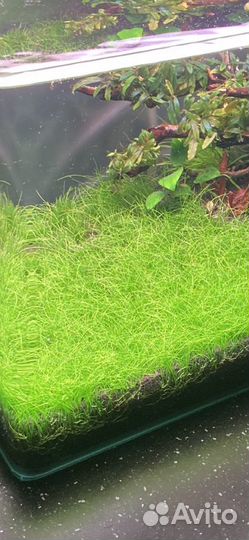 Аквариумные растения