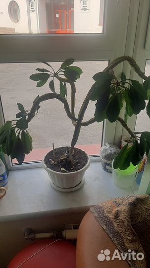 Цветок Молочай с горшком