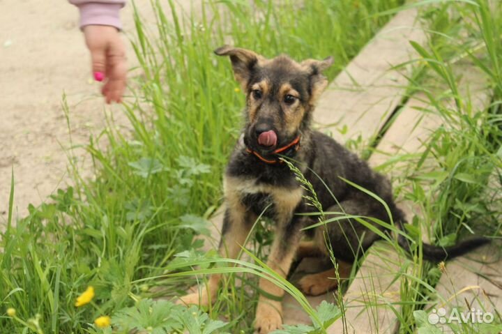 Щенята овчарята в добрые руки