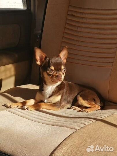 Чихуахуа вязка