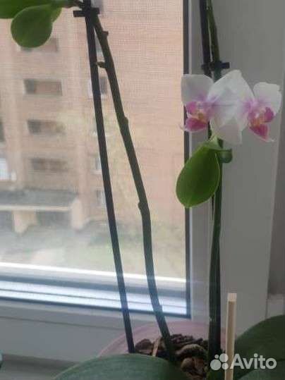 Орхидея фаленопсис