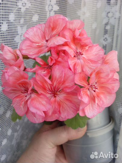 Сортовая,зональная пеларгония