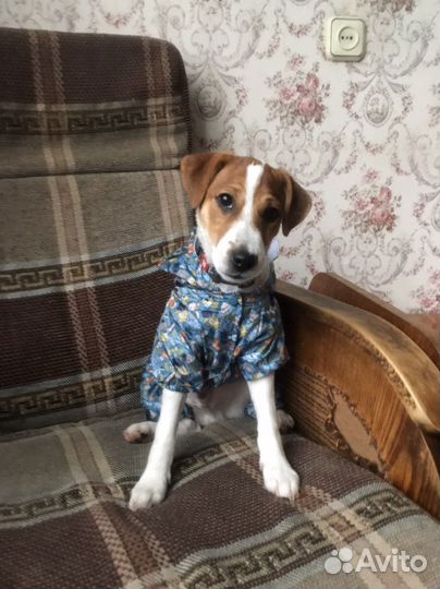 Комбинезон для собаки