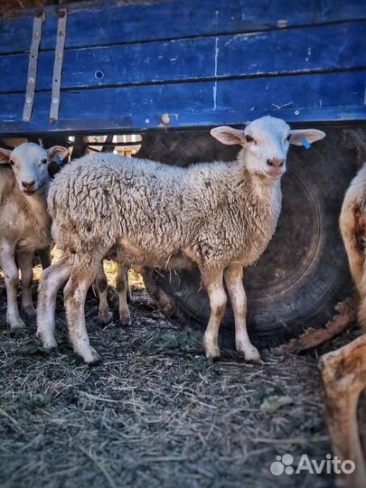 Катумские бараны