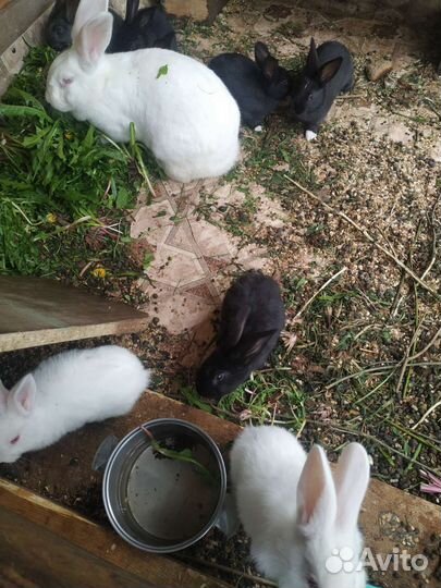 Крольчата