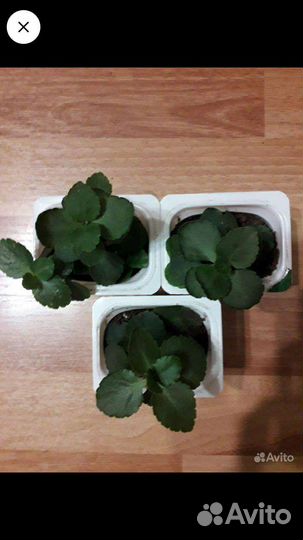 Каланхоэ Лечеб Оберег