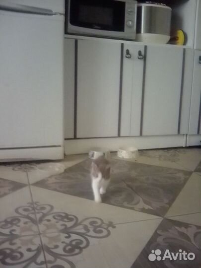 Отдам котенка