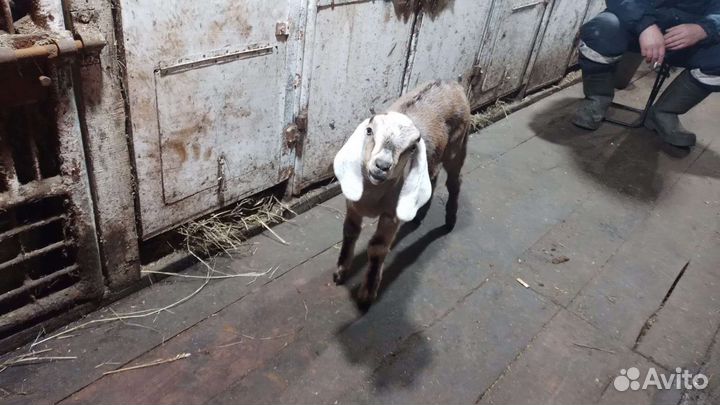 Англо нубийский козел